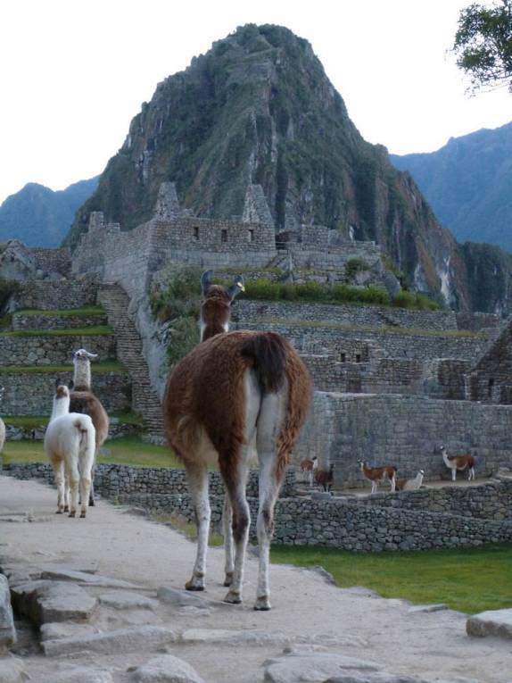 Lhamas caminham tranquilamente pelas ruínas Machu Picchu, no Peru
